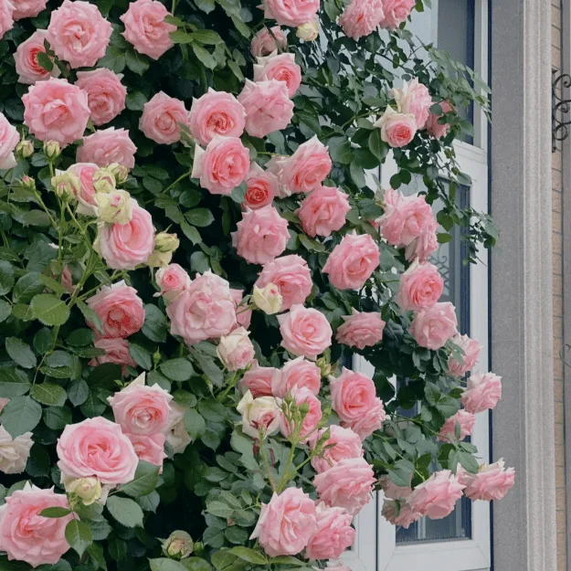 🔥49% OFF 🔥🌱Climbing Rose Seeds