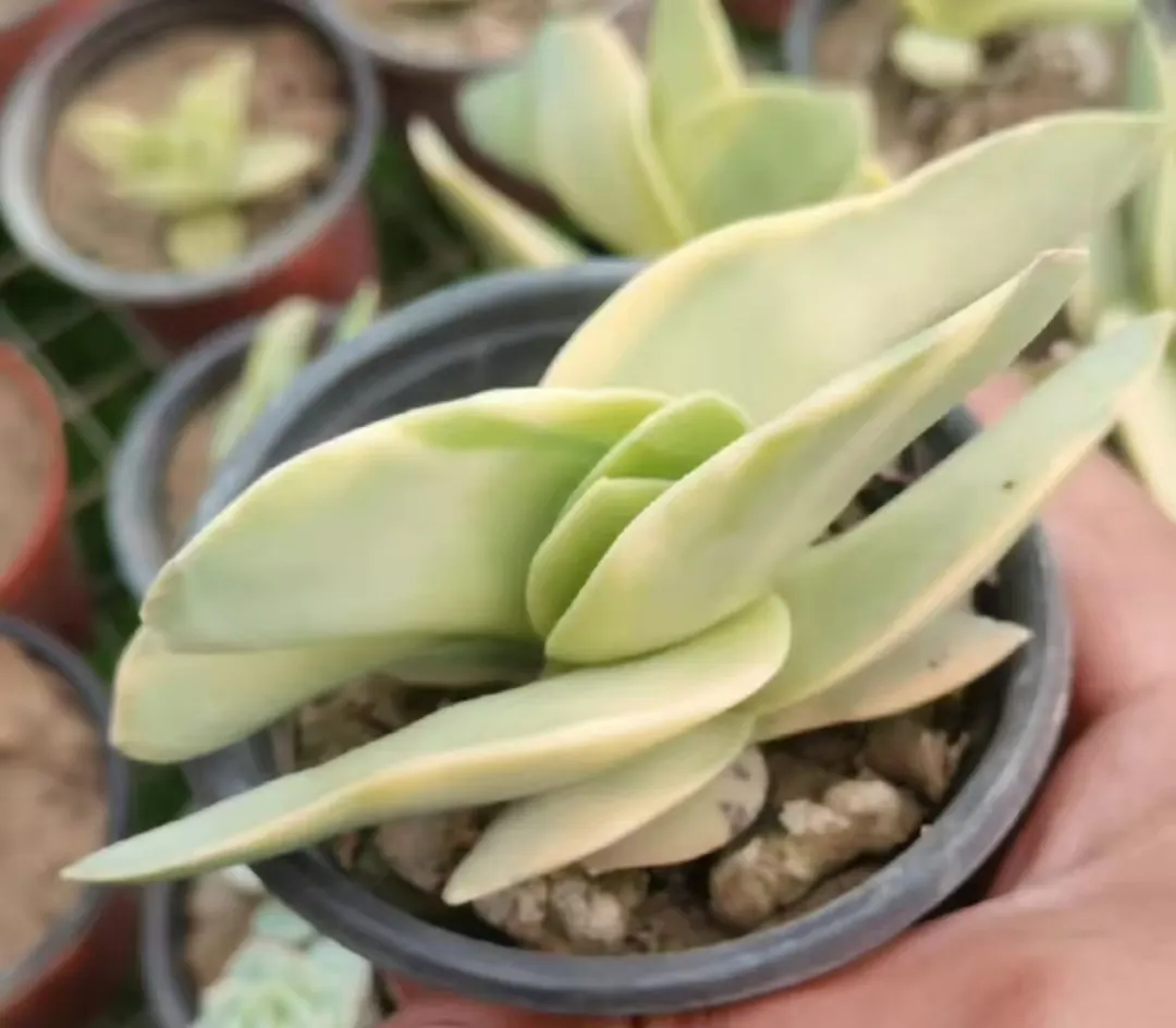 plant Aeonium Echeveria Haworthia  Caudex  Lithops Cactus  Agave 