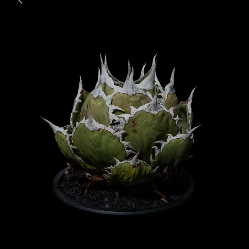 plant Aeonium Echeveria Haworthia  Caudex  Lithops Cactus  Agave 