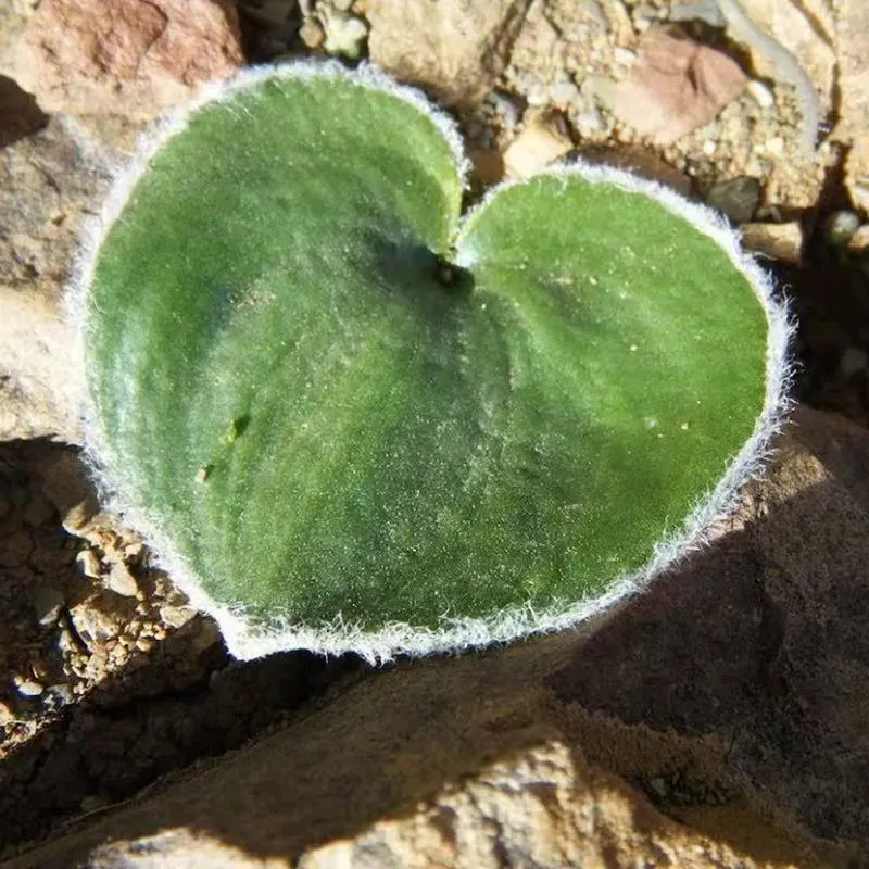 plant Aeonium Echeveria Haworthia  Caudex  Lithops Cactus  Agave 