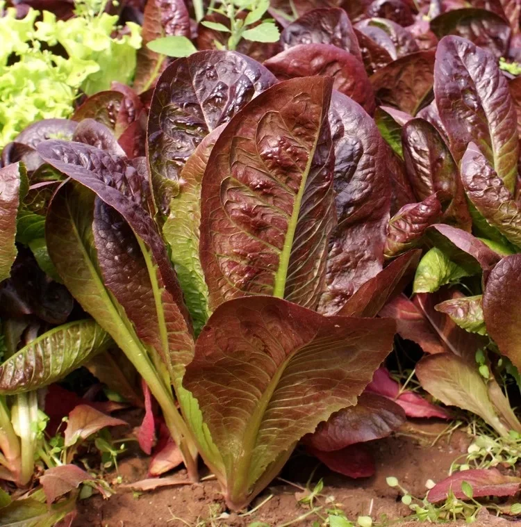 Coffee Romaine Lettuce Seeds