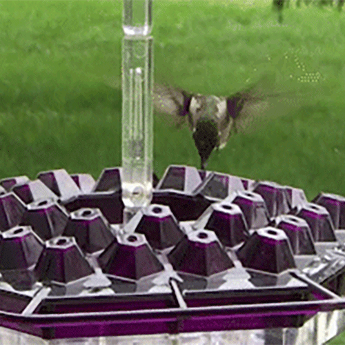 sweety-hummingbird-feeder