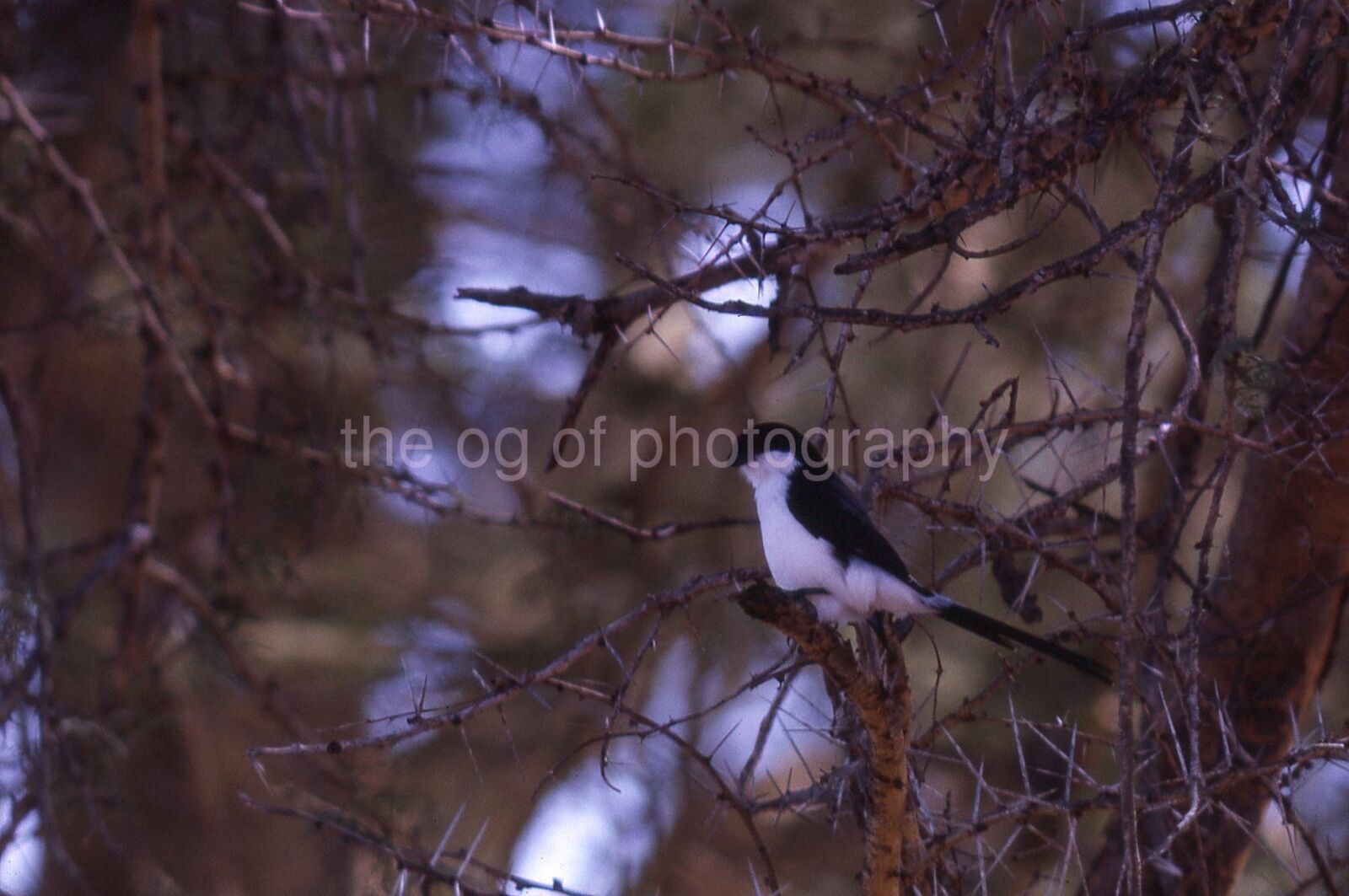 LONG TAILED FISCAL 35mm FOUND BIRD SLIDE Vintage COLOR Photo Poster painting 111 T 20 F