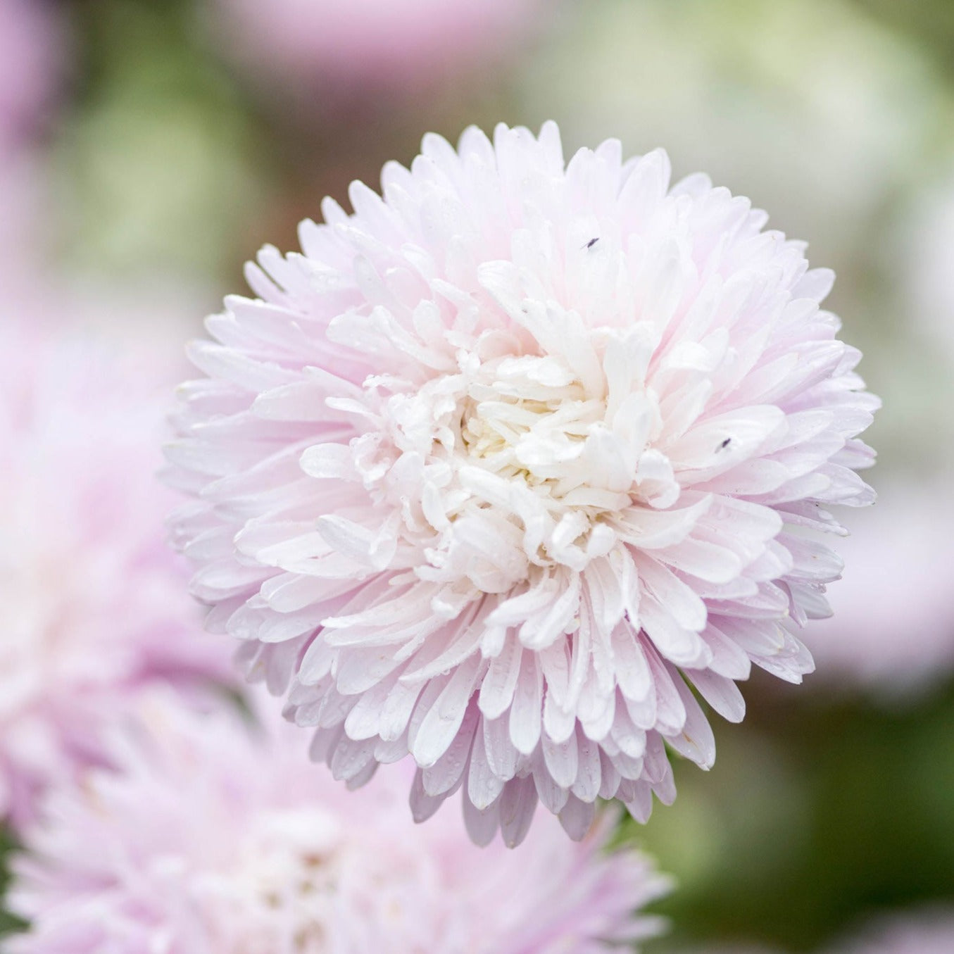 Aster China King Size Appleblossom Flower | X 50 Seeds