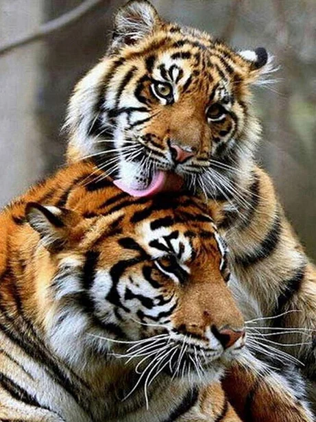 Diamond Painting - Full Round/Square Drill -Tiger(30*40 - 50*60cm)