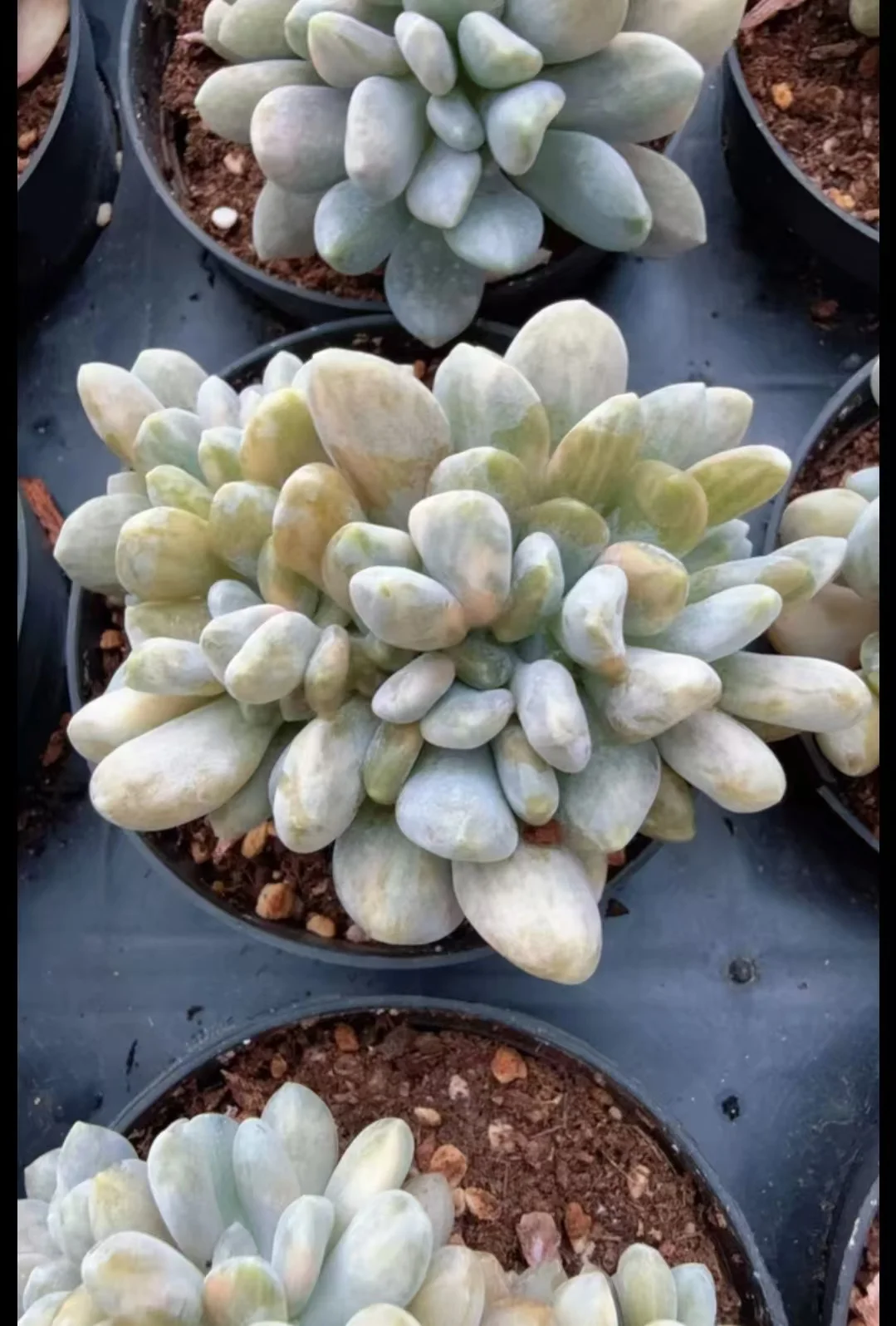 plant Aeonium Echeveria Haworthia  Caudex  Lithops Cactus  Agave 