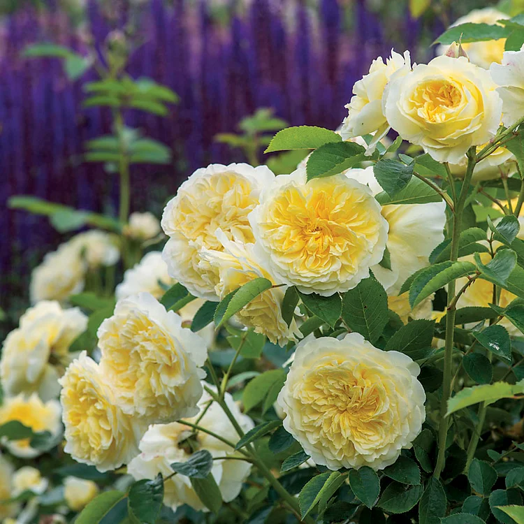Beautiful Climbing Rose Seeds, 100pcs/pack
