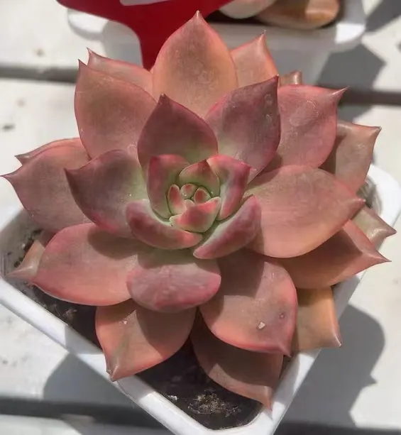 plant Aeonium Echeveria Haworthia  Caudex  Lithops Cactus  Agave 