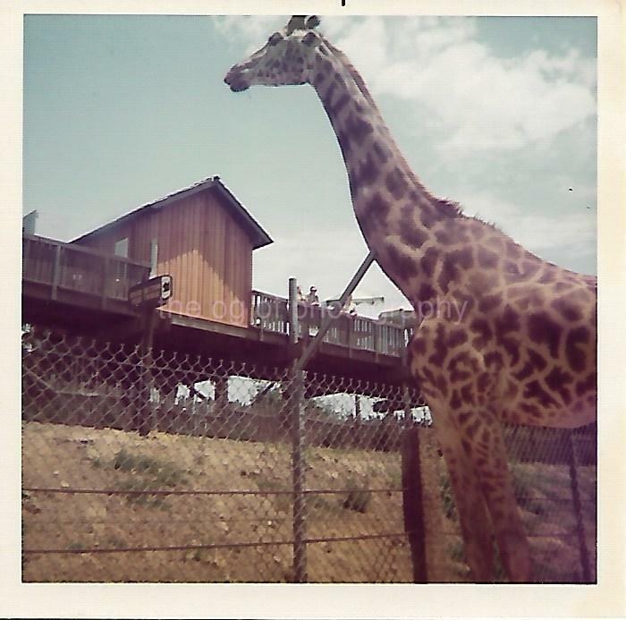 Captive Giraffe FOUND Photo Poster painting ColorOriginal Snapshot VINTAGE 13 14