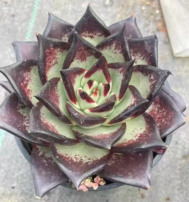 plant Aeonium Echeveria Haworthia  Caudex  Lithops Cactus  Agave 