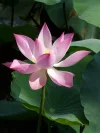 10 Pcs/ Bag Lotus Flower Mini Lotus Bonsai Aquatic Plants Bowl Lotus Water Lily Flores Perennial Plant For Home & Garden Decor