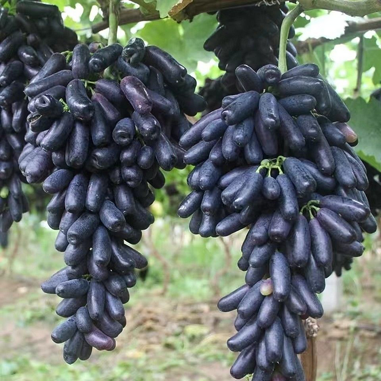 Last Day Sale - 60% OFF-🍇-Sapphire Grape Seeds- 98% Germination