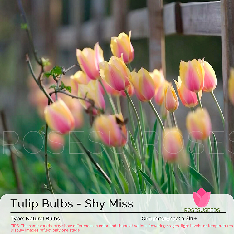 Tulip Bulbs - Shy Miss