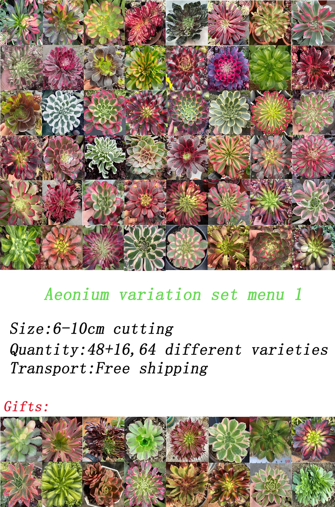 1069.64 Aeonium cuttings/ Aeonium cutting/Aeonium plants/ Succulent plants / Garden landscape / Carefully select healthy plants
