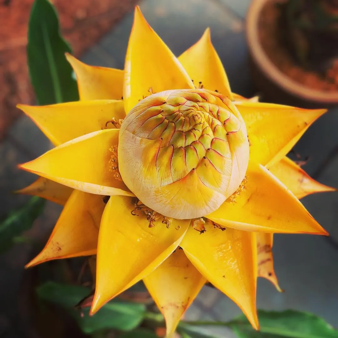 Golden Red Lotus Seeds: Embrace Tranquility with Every Bloom 🌸