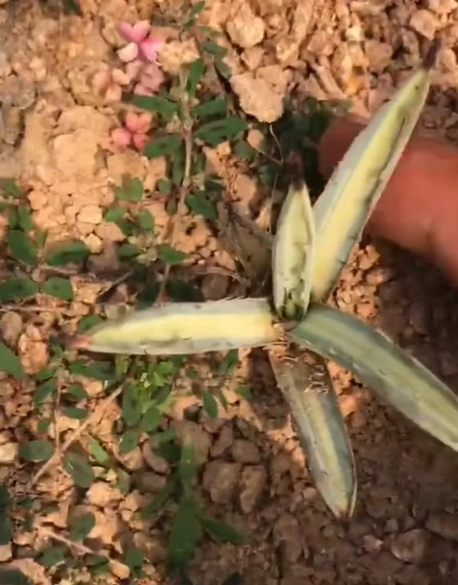 plant Aeonium Echeveria Haworthia  Caudex  Lithops Cactus  Agave 