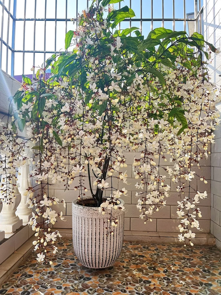 Last Day Promotion 70% OFF💐 You Are My Life-Trailing Jasmine Flowers Seeds(98% Germination)⚡Buy 2 Get Free Shipping