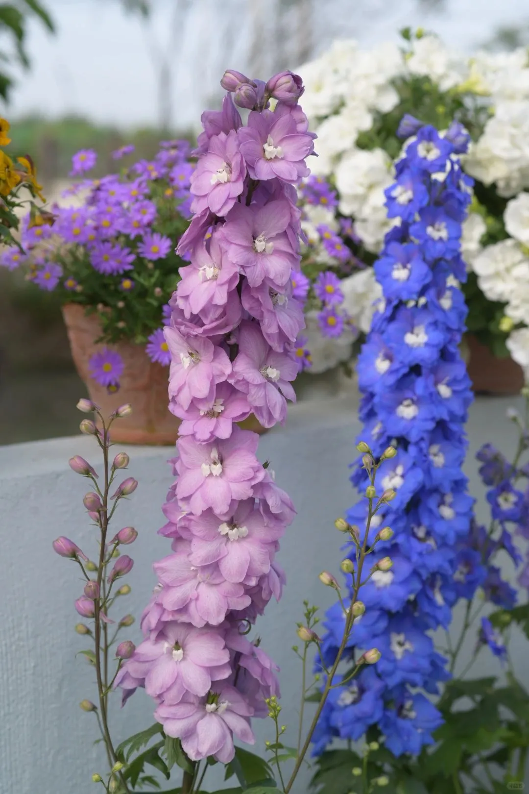 Delphinium Seeds-Mixed 7 Colors