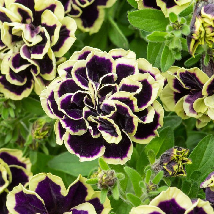 Petunia 'Mystical Midnight Gold' Seeds Jonyparkseed®