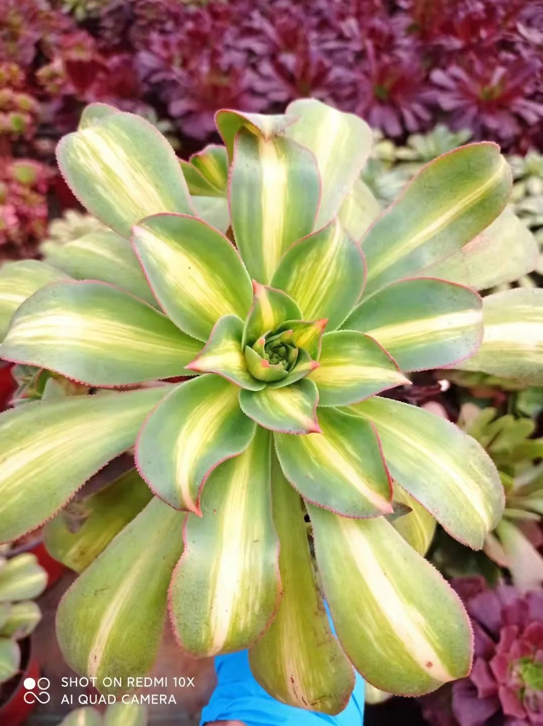 plant Aeonium Echeveria Haworthia  Caudex  Lithops Cactus  Agave 