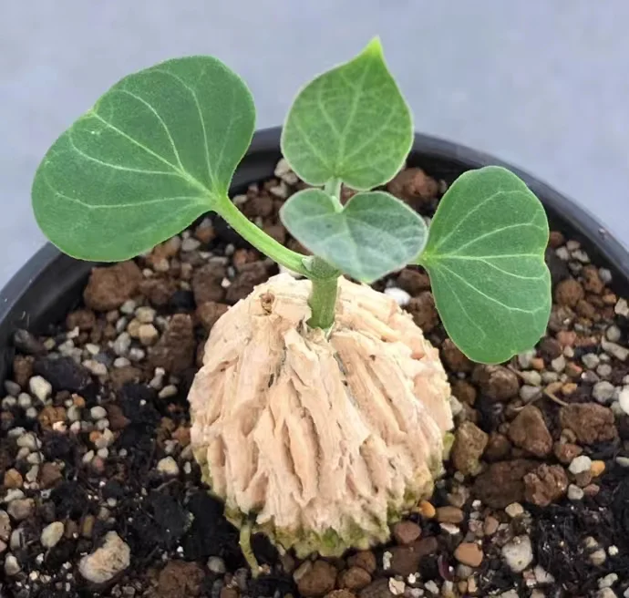 plant Aeonium Echeveria Haworthia  Caudex  Lithops Cactus  Agave 