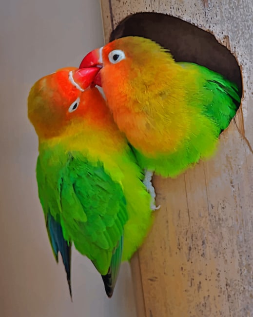 

Love Birds – Paint By Numbers - 40*50CM, 501 Original