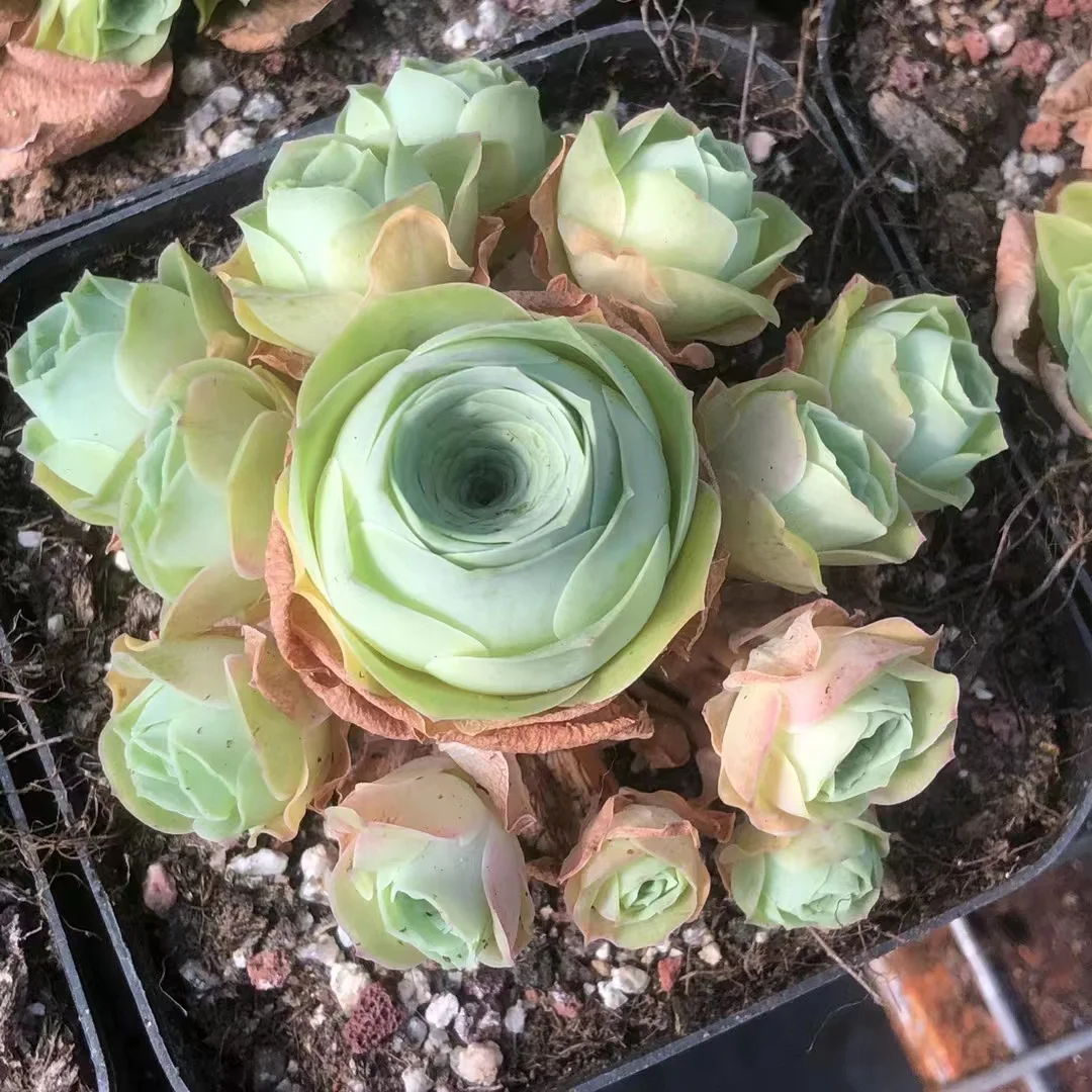 plant Aeonium Echeveria Haworthia  Caudex  Lithops Cactus  Agave 