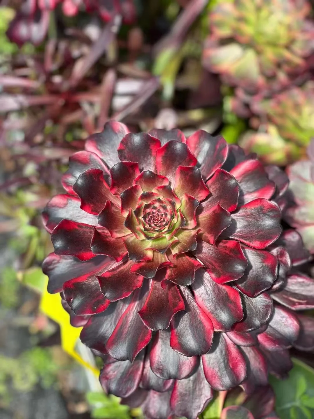 291.Evening glow   single head and cutting / Aeonium plants / Garden landscape / Carefully select healthy plants