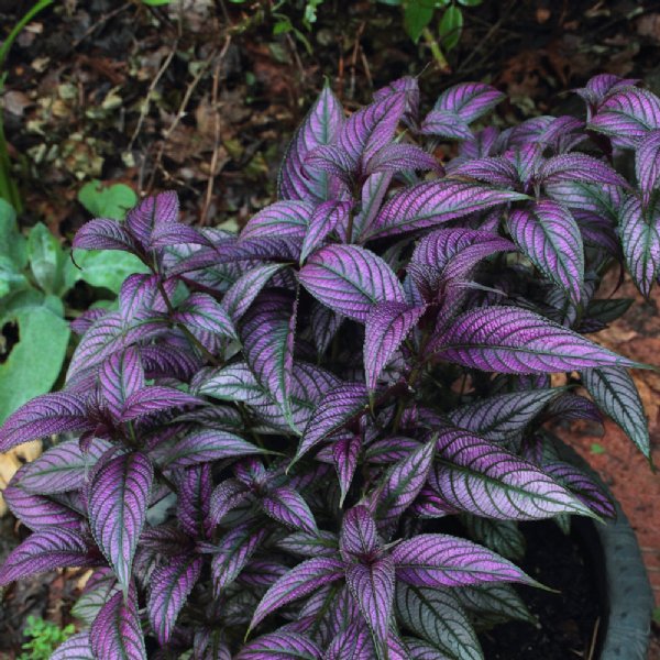 Coleus Seeds Special Purple Jonyparkseed®
