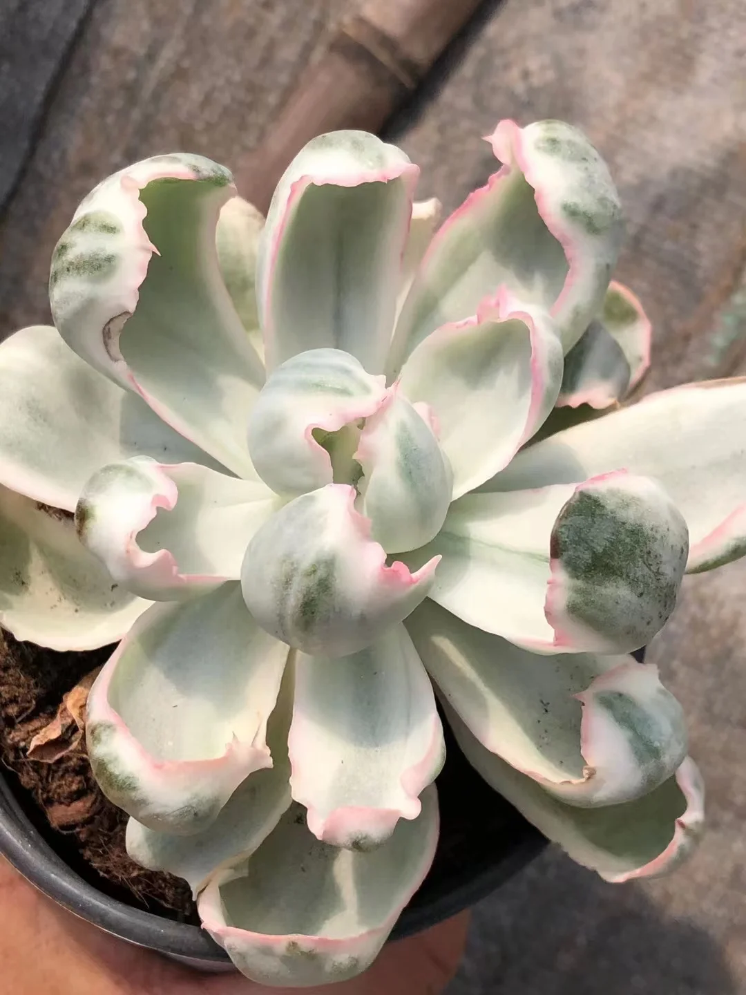 244. Echeveria Berkeley brocade  single head 4-5cm/ Echeveria / Succulent plants / Garden landscape / Carefully select healthy plants