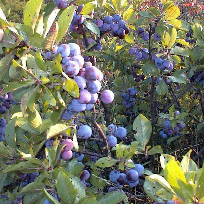 Prunus maritima Jonyparkseed®