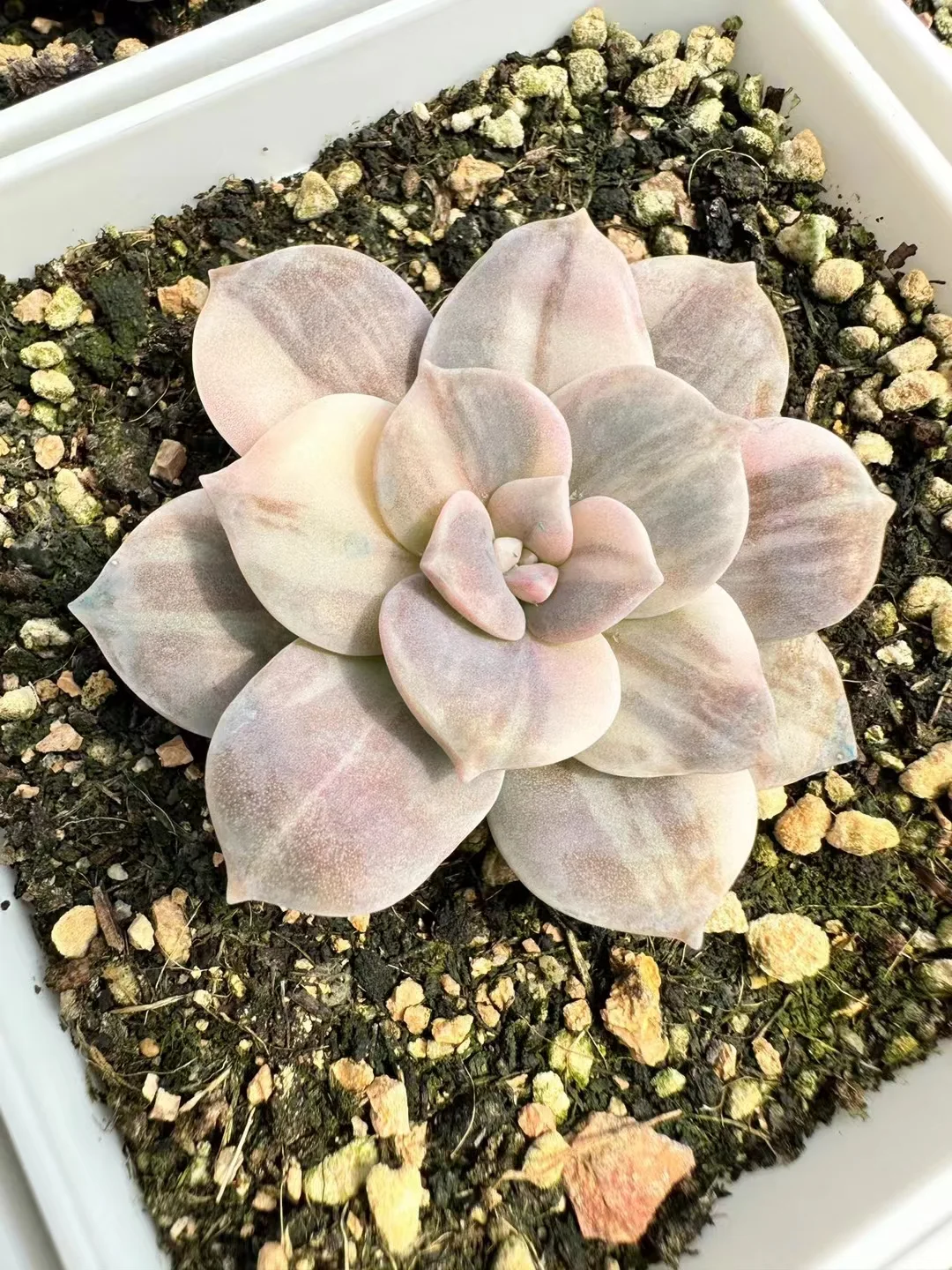 plant Aeonium Echeveria Haworthia  Caudex  Lithops Cactus  Agave 