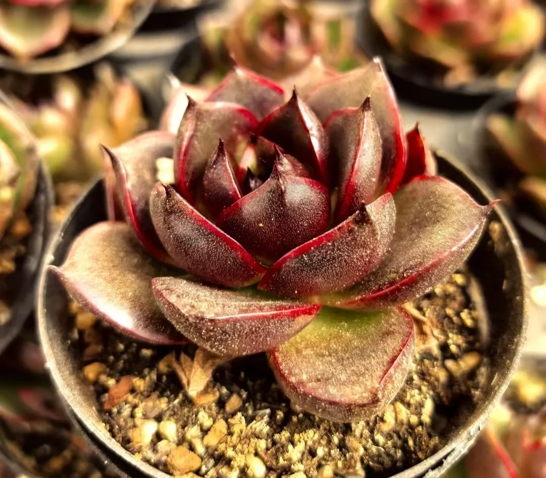 plant Aeonium Echeveria Haworthia  Caudex  Lithops Cactus  Agave 