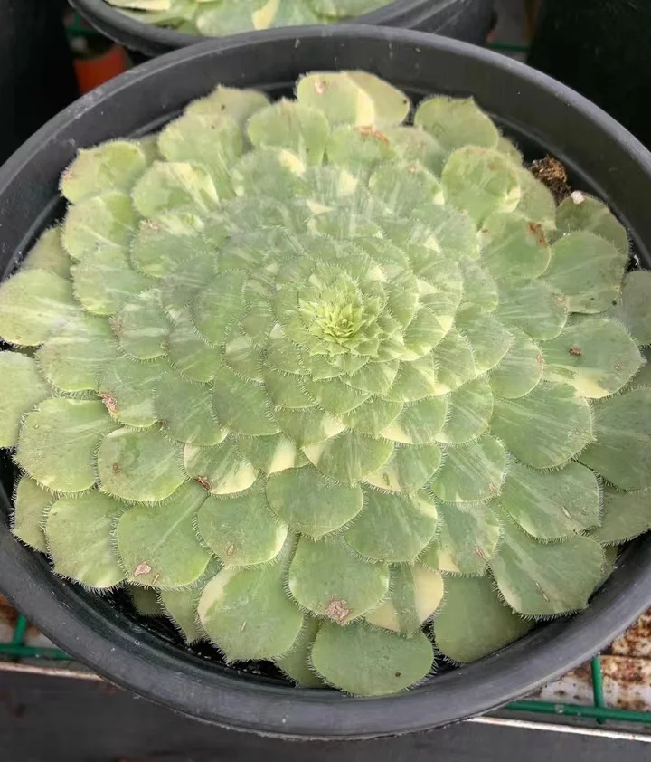 plant Aeonium Echeveria Haworthia  Caudex  Lithops Cactus  Agave 