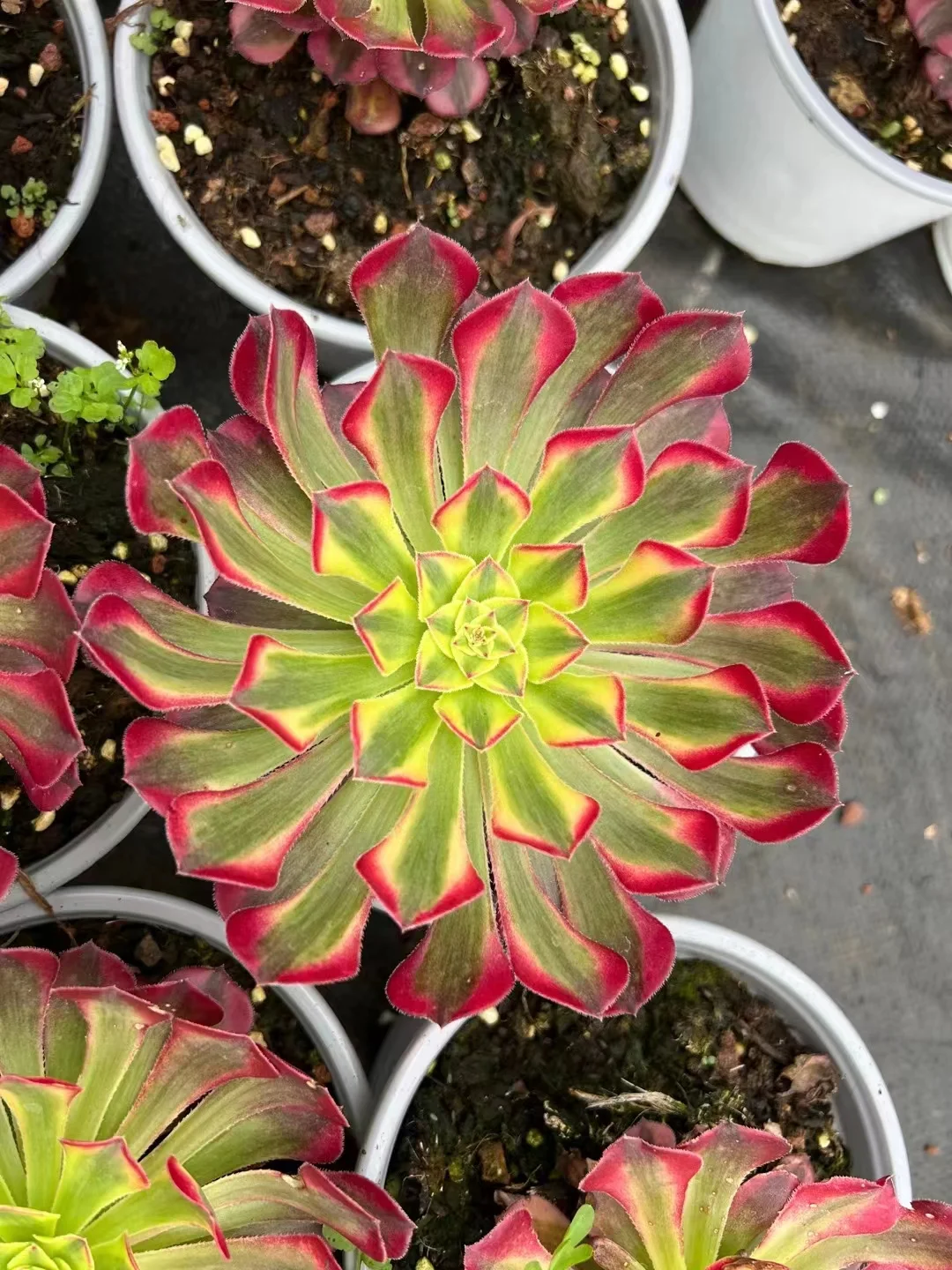 plant Aeonium Echeveria Haworthia  Caudex  Lithops Cactus  Agave 