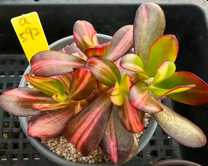 plant Aeonium Echeveria Haworthia  Caudex  Lithops Cactus  Agave 