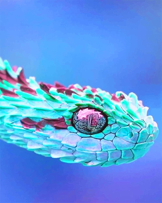 

Rainbow African Bush Viper – Paint By Numbers - 40*50CM, 501 Original