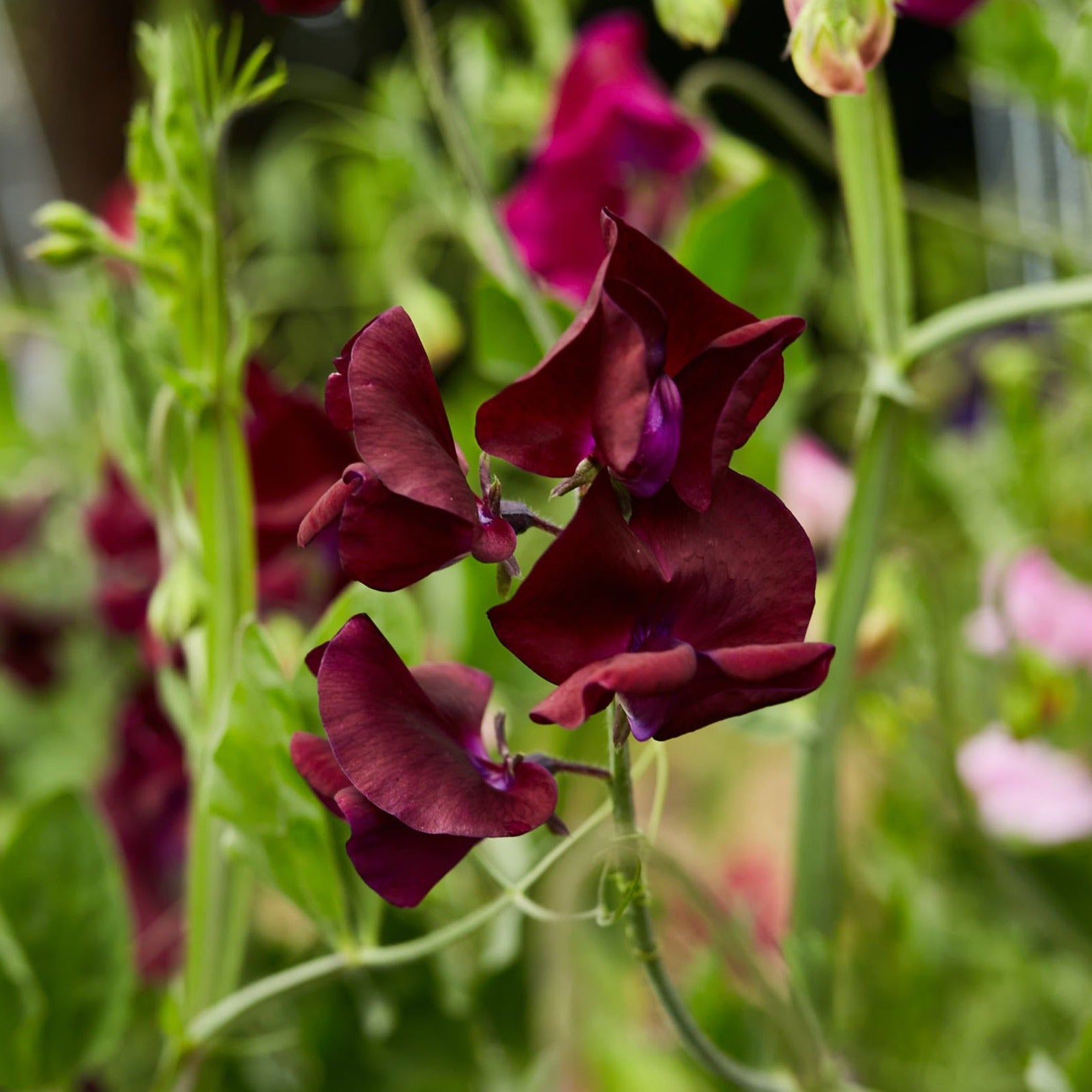 Sweet Pea Royal Maroon Flower | X 15 Seeds