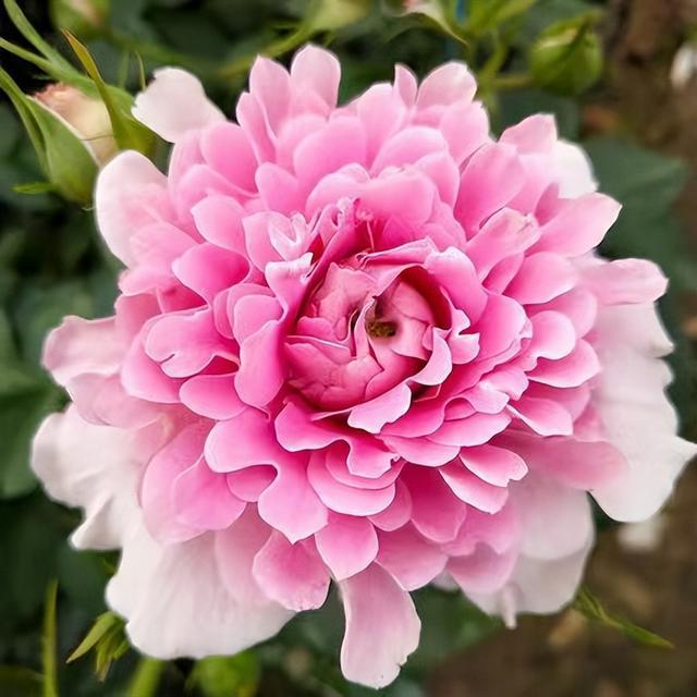 🌙Rosa chinensis - 'Fancy Ruffle’ Jonyparkseed®