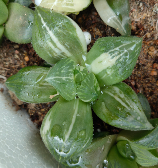 plant Aeonium Echeveria Haworthia  Caudex  Lithops Cactus  Agave 