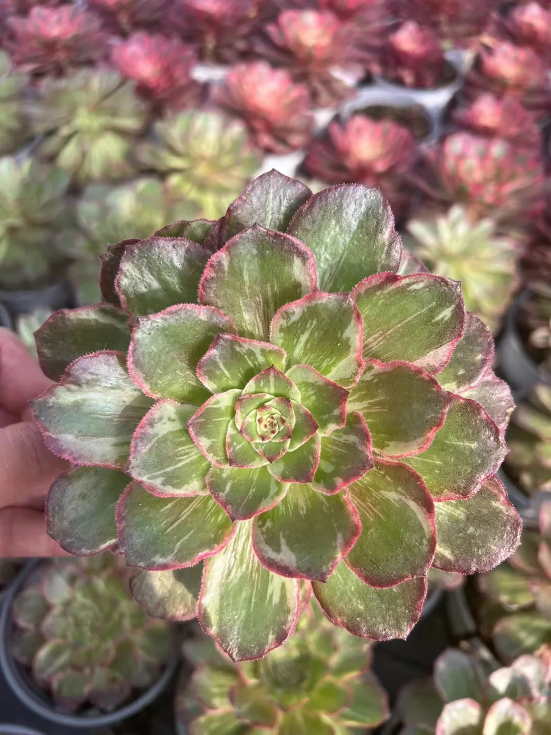 plant Aeonium Echeveria Haworthia  Caudex  Lithops Cactus  Agave 