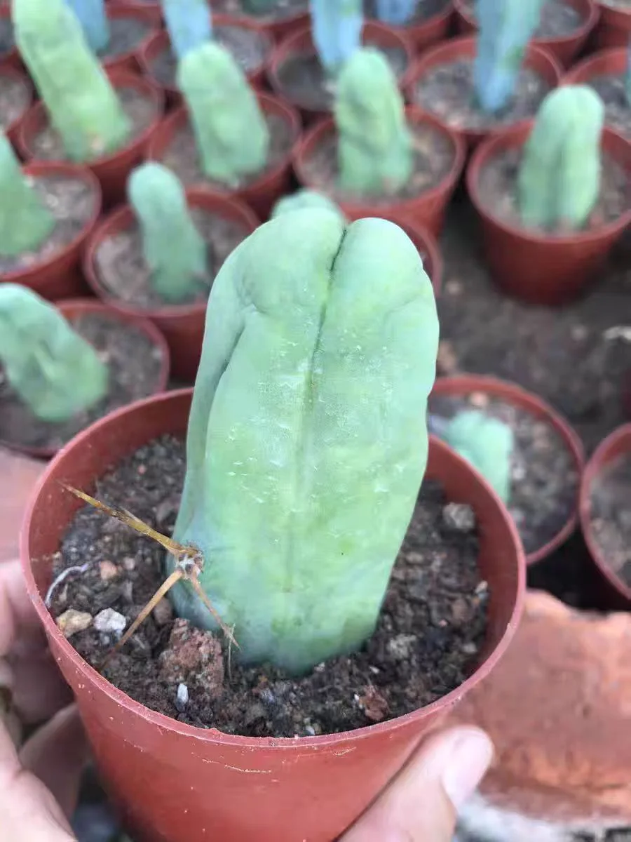 plant Aeonium Echeveria Haworthia  Caudex  Lithops Cactus  Agave 