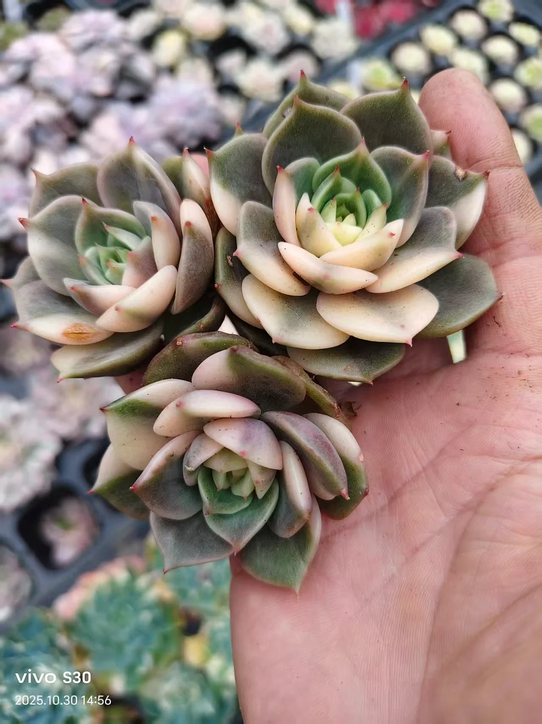 plant Aeonium Echeveria Haworthia  Caudex  Lithops Cactus  Agave 