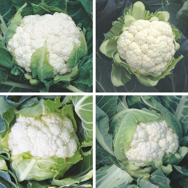 Cauliflower Absolute F1