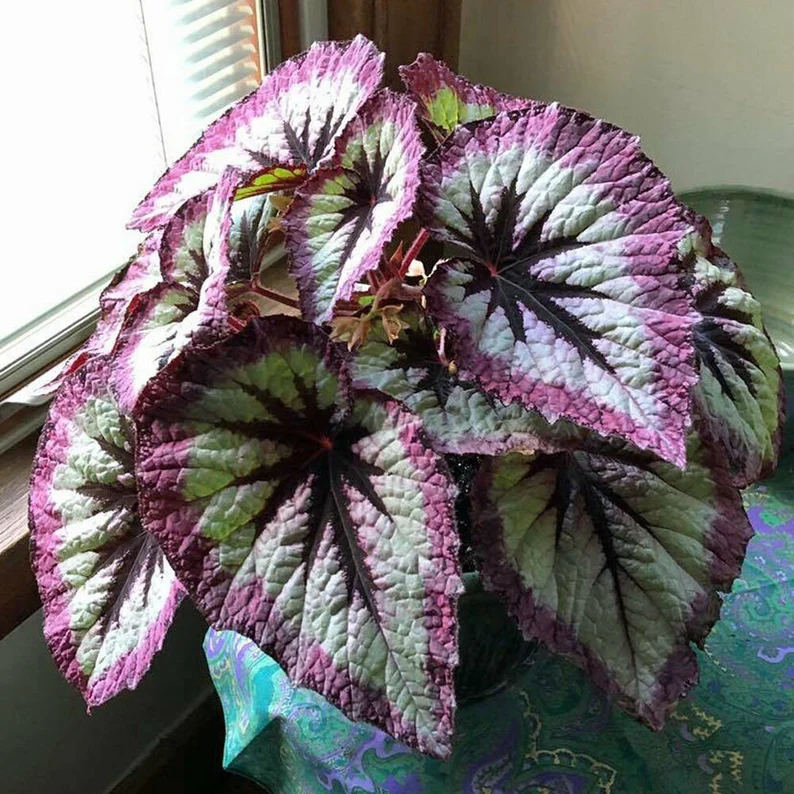 Fire Woman Seeds -- Harmony's Rex Begonia