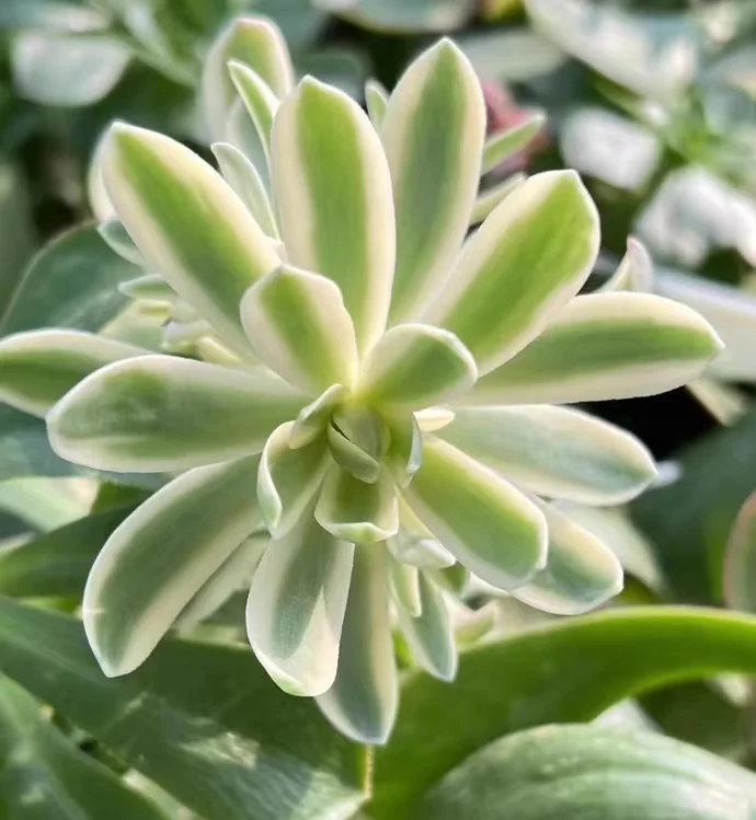 303. Sedum palmeri S.Watson var. cluster 8-12cm/ Echeveria / Succulent plants / Garden landscape / Carefully select healthy plants