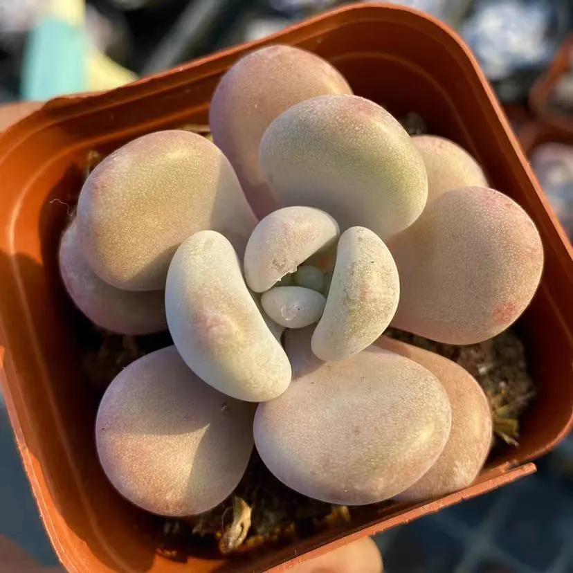 plant Aeonium Echeveria Haworthia  Caudex  Lithops Cactus  Agave 
