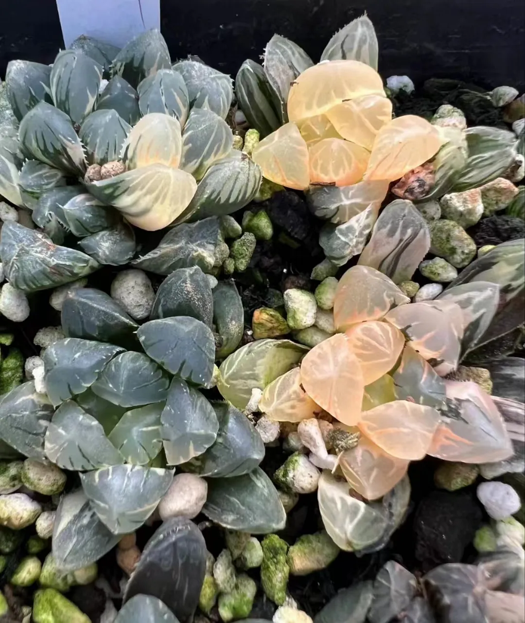 plant Aeonium Echeveria Haworthia  Caudex  Lithops Cactus  Agave 