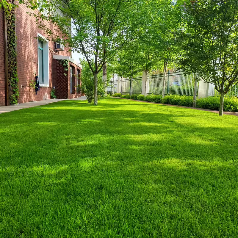 🔥LAST DAY 49% OFF- Evergreen dwarf grass seed for four seasons
