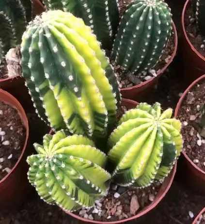 plant Aeonium Echeveria Haworthia  Caudex  Lithops Cactus  Agave 